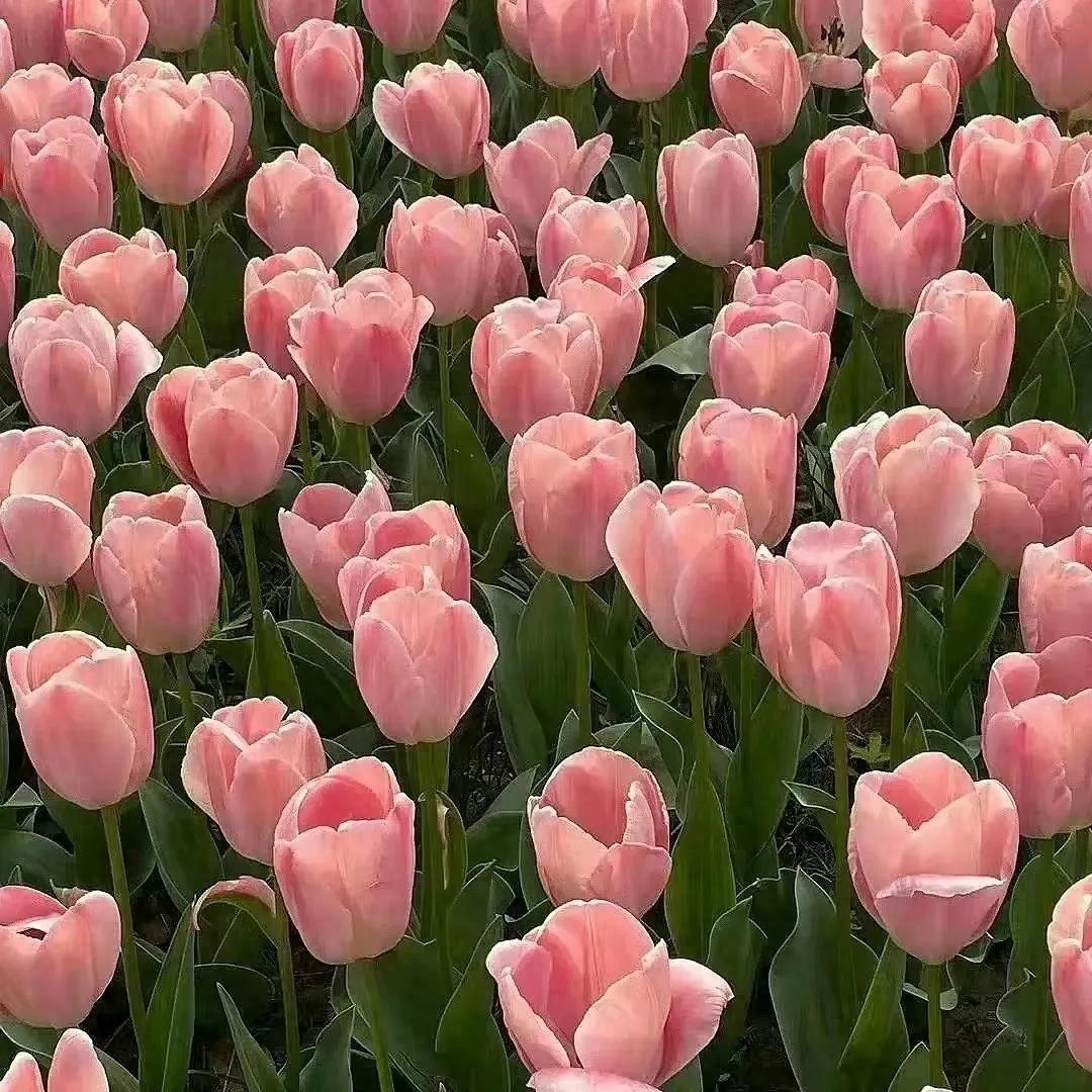 适用于去打卡景点的文案(图5)