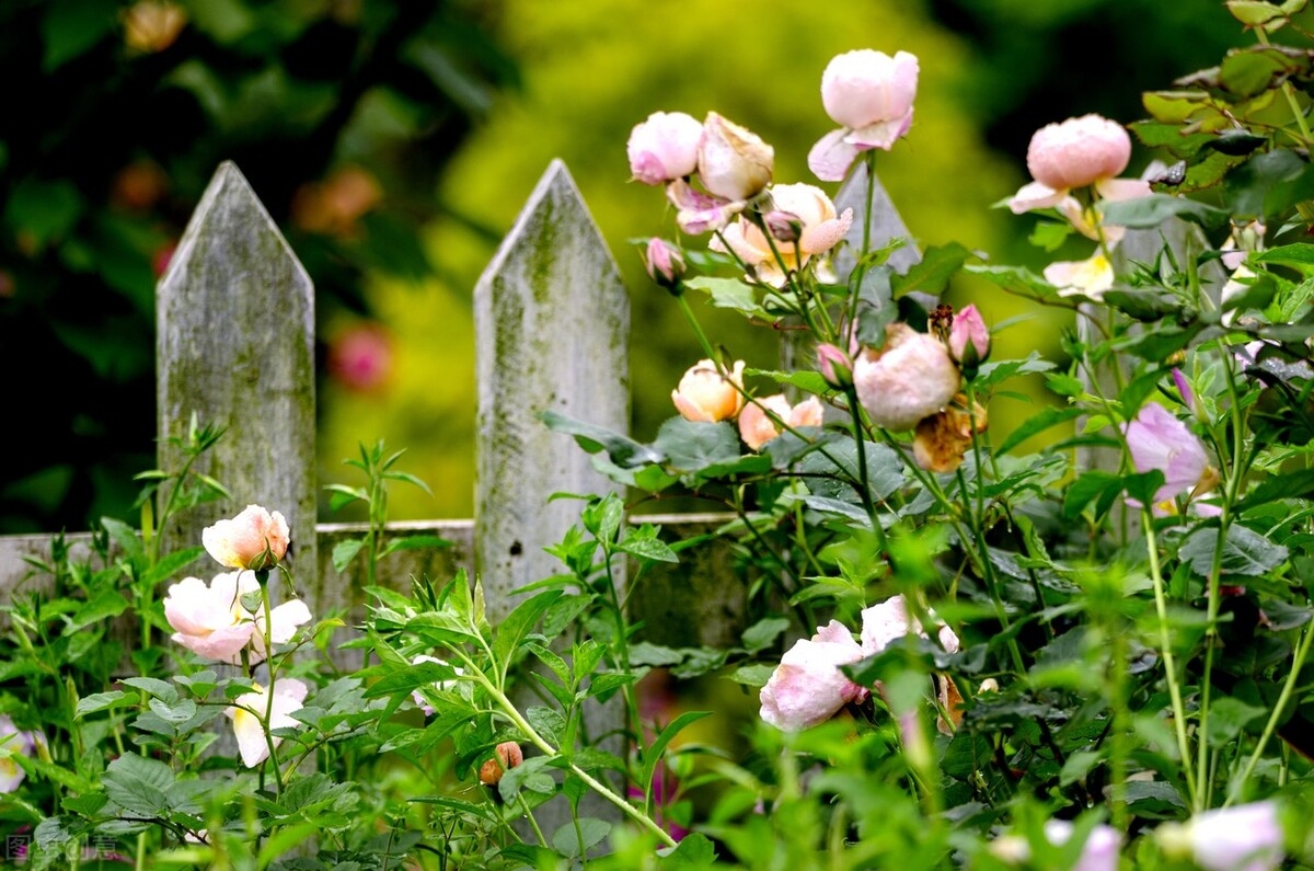 缘分风逐花散，真爱永远永远，真的好想你，你是住在我心上的爱人(图2)