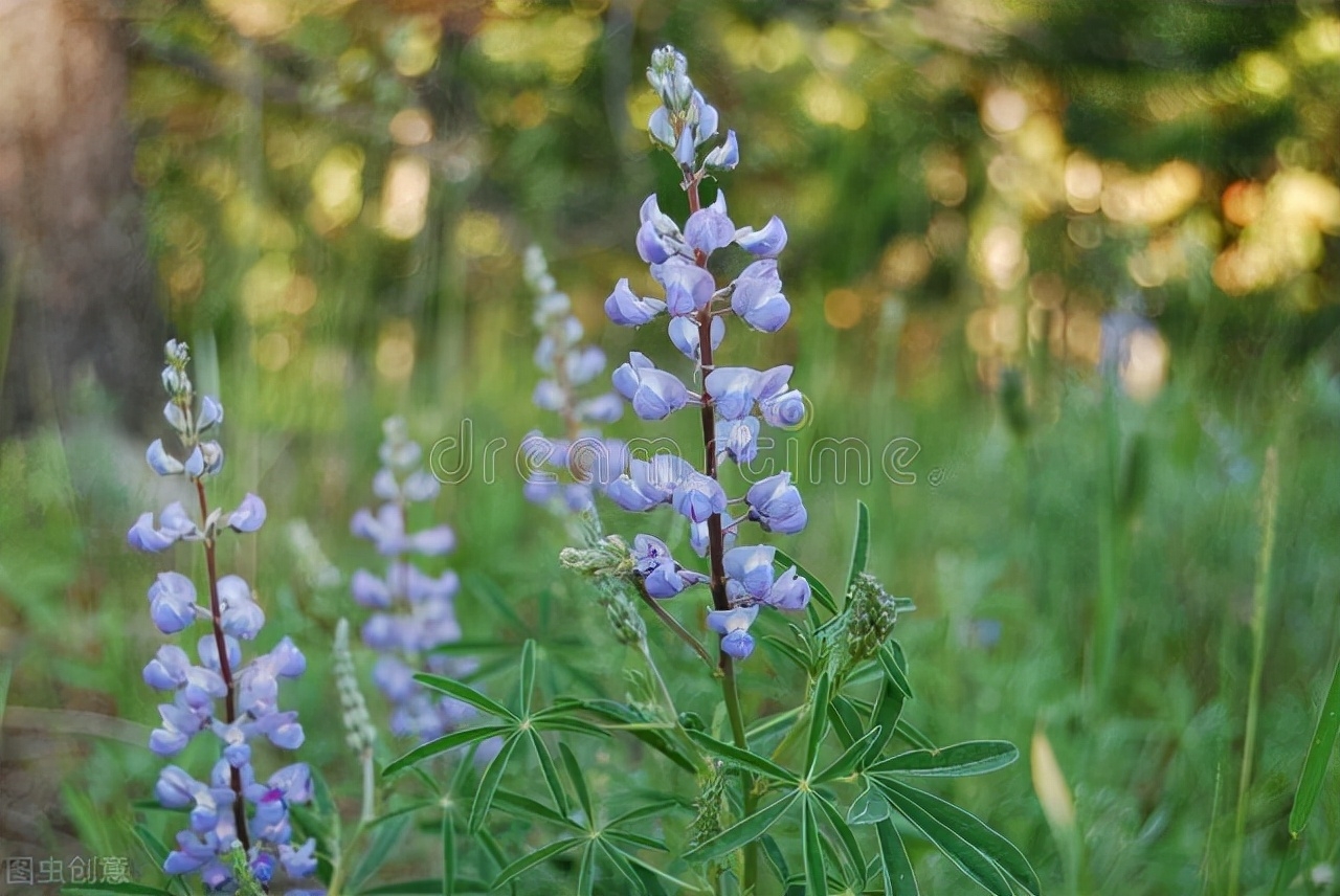 缘分风逐花散，真爱永远永远，真的好想你，你是住在我心上的爱人(图3)