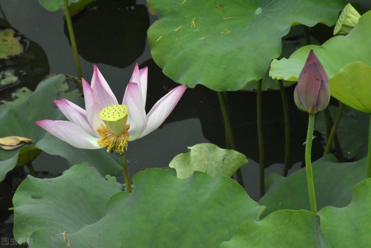 遇此良人，一见倾心，想你，念你，做不了夫妻，就在心里陪你(图3)