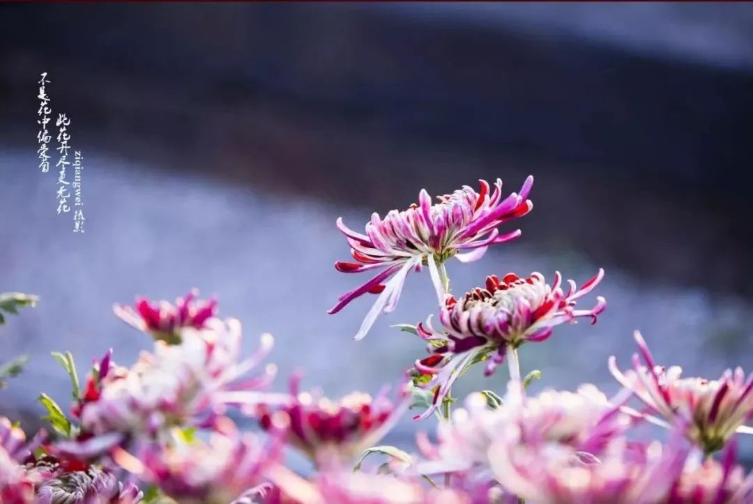 相识一周年唯美句子：最珍贵的事情莫过于夕阳下牵手漫步的时光(图2)