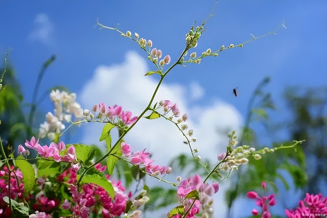 相识一周年唯美句子：最珍贵的事情莫过于夕阳下牵手漫步的时光(图4)
