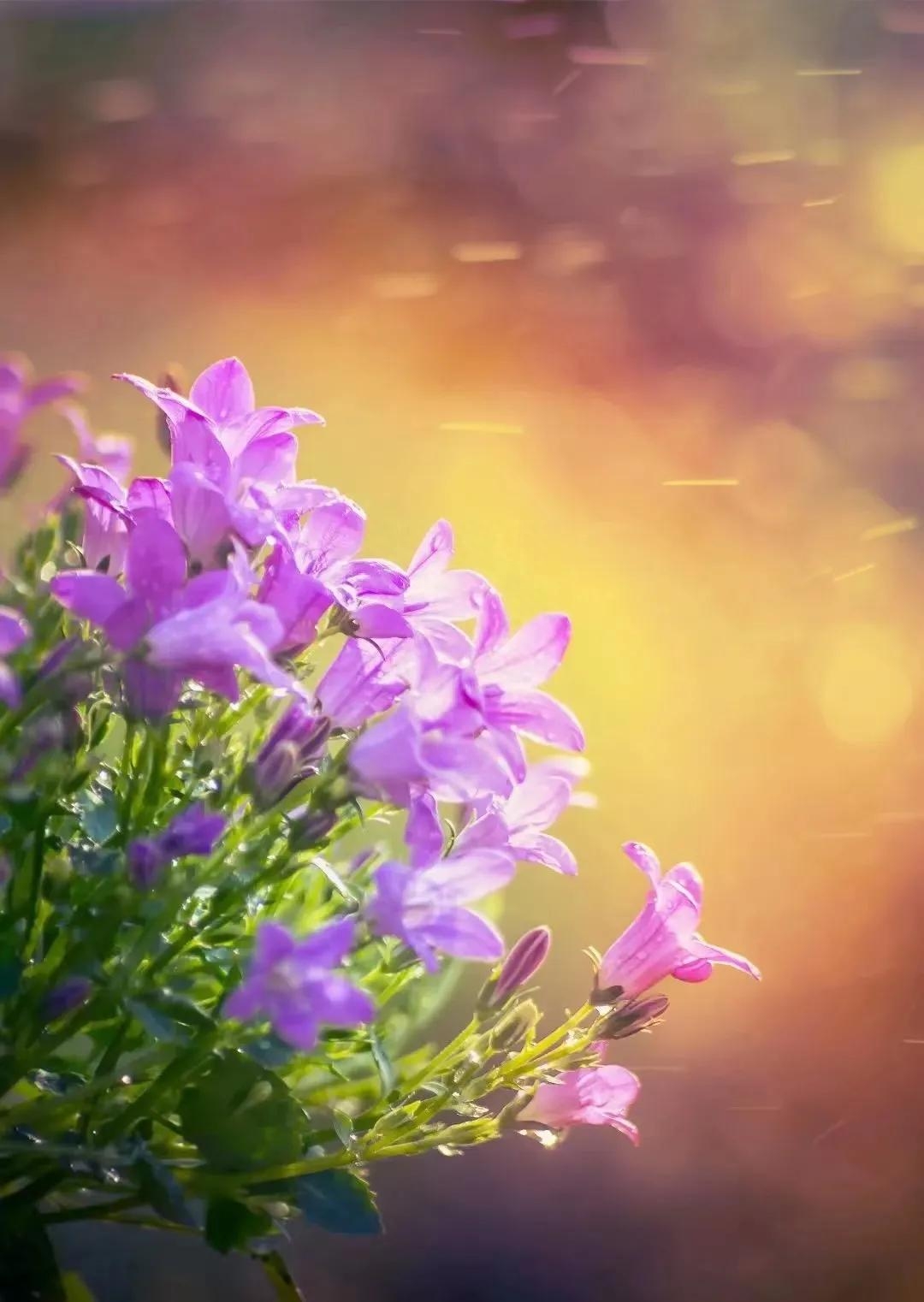 时光清浅，岁月无恙，一半素心以待，一半独守清欢(图1)