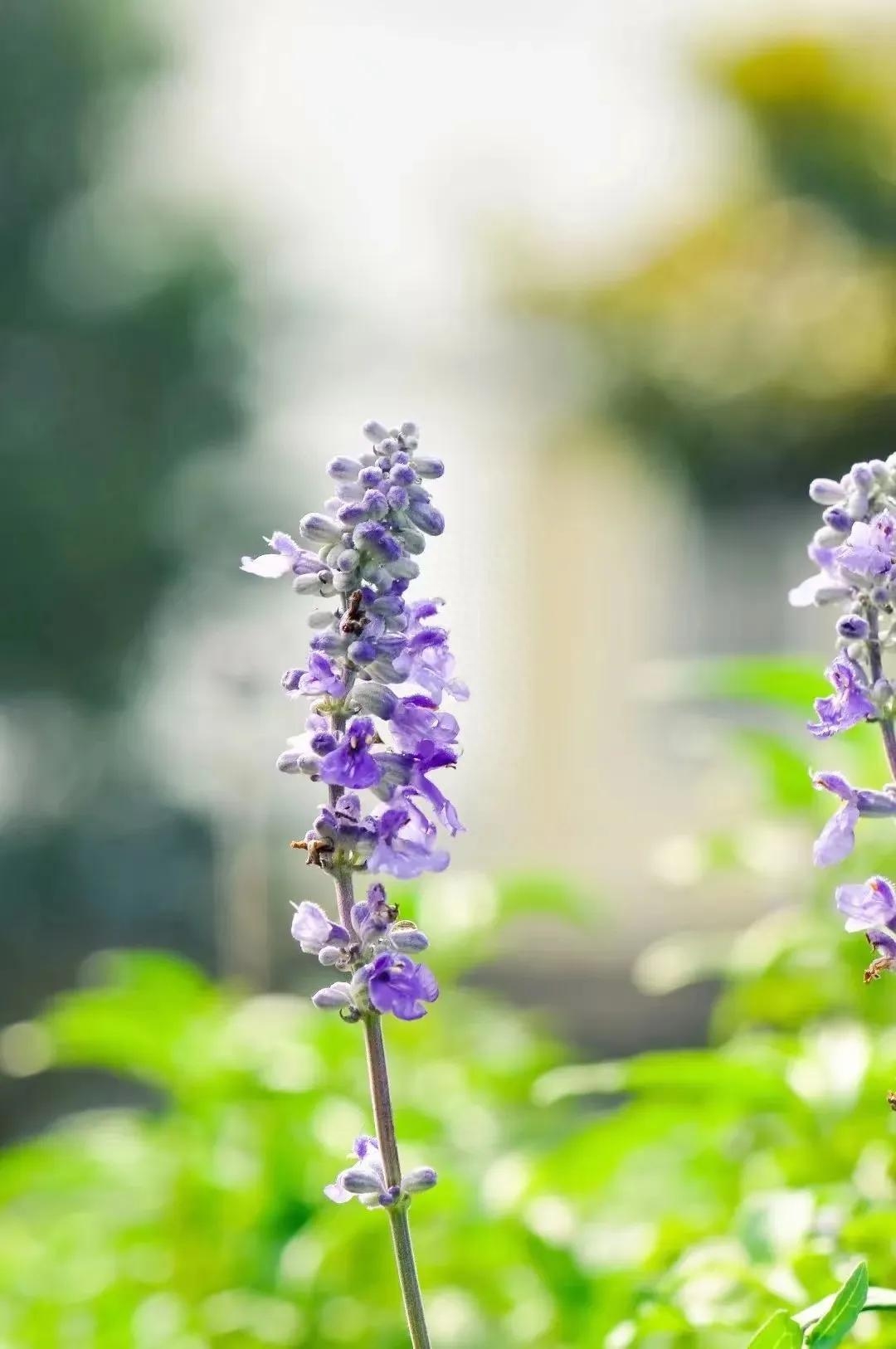 时光清浅，岁月无恙，一半素心以待，一半独守清欢(图2)