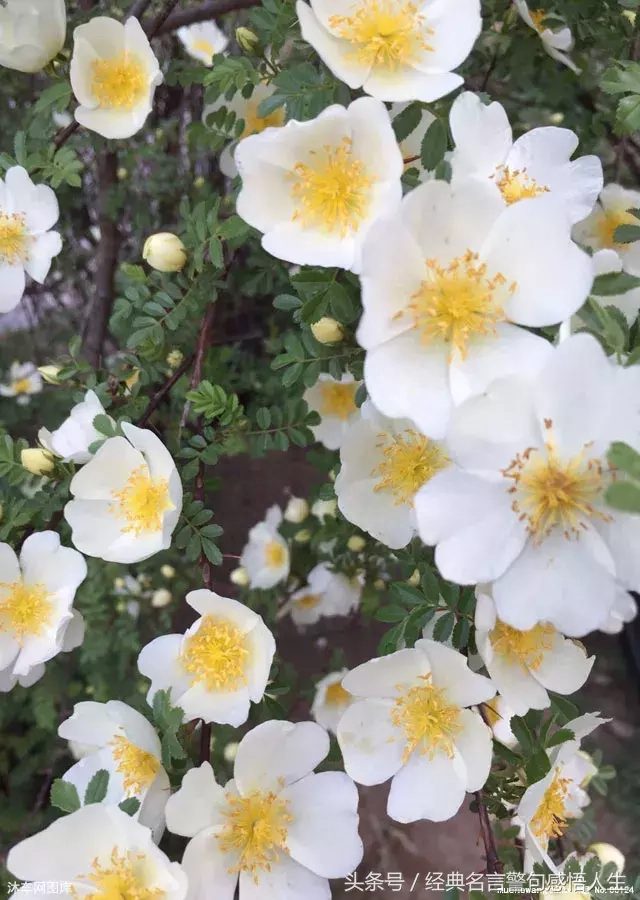 做人，如草，如此低调(图2)