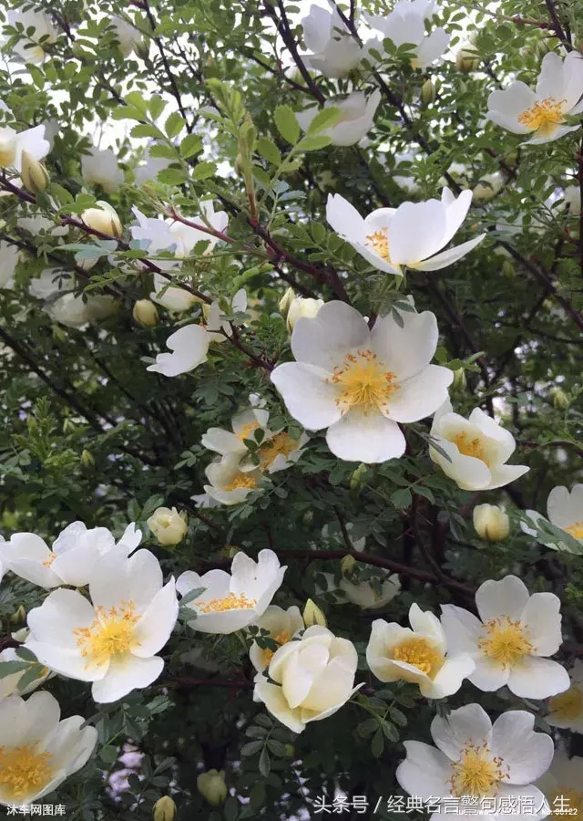 做人，如草，如此低调(图3)