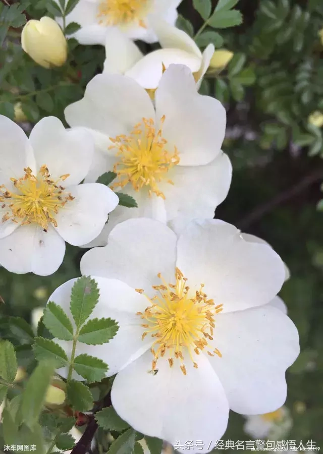 做人，如草，如此低调(图4)