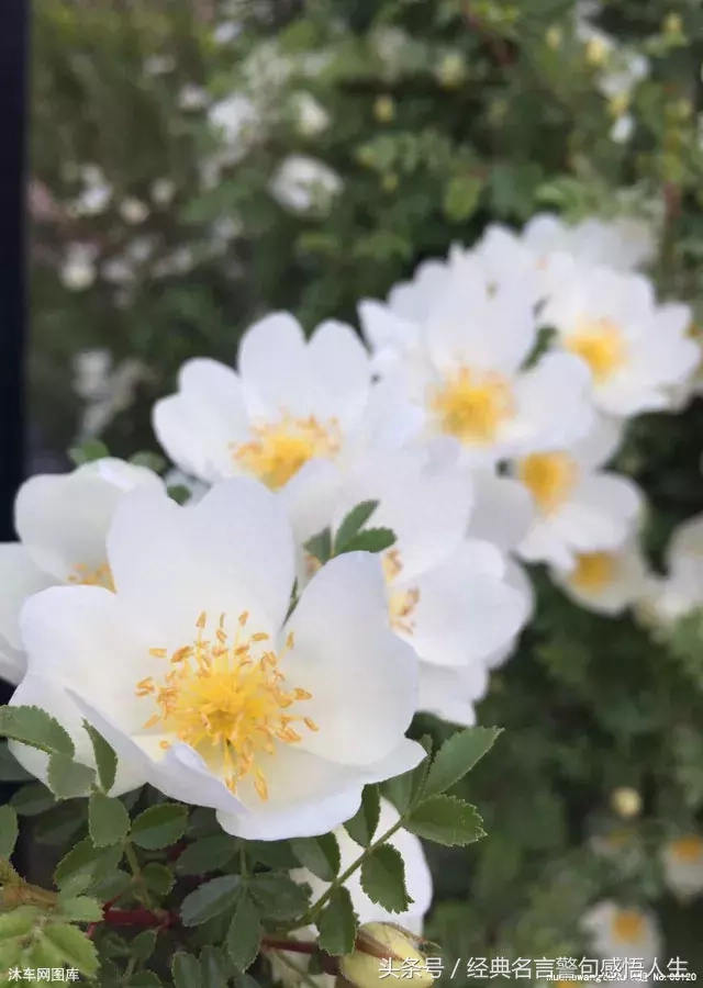 做人，如草，如此低调(图5)