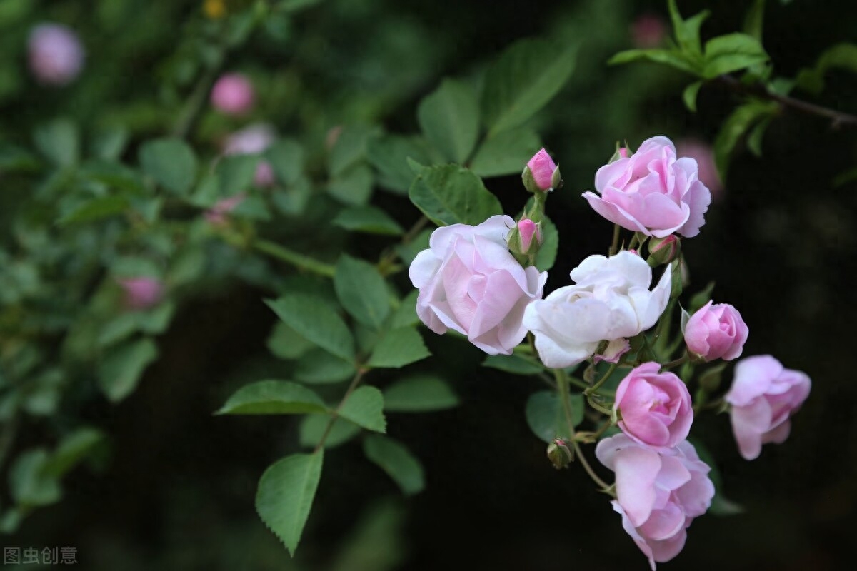 四月：梨花落，春欲晚，花事荼蘼，彼岸无期，闺中风暖，陌上草薰(图7)