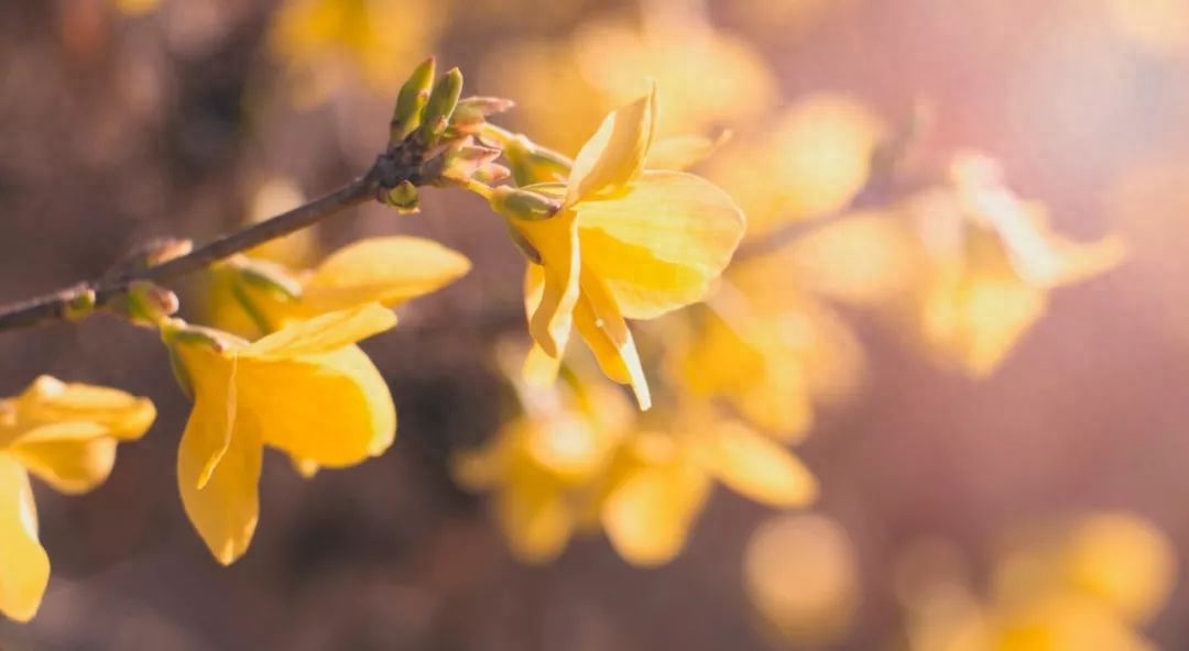 林徽因的9首诗 | 一身诗意千寻瀑，万古人间四月天(图5)