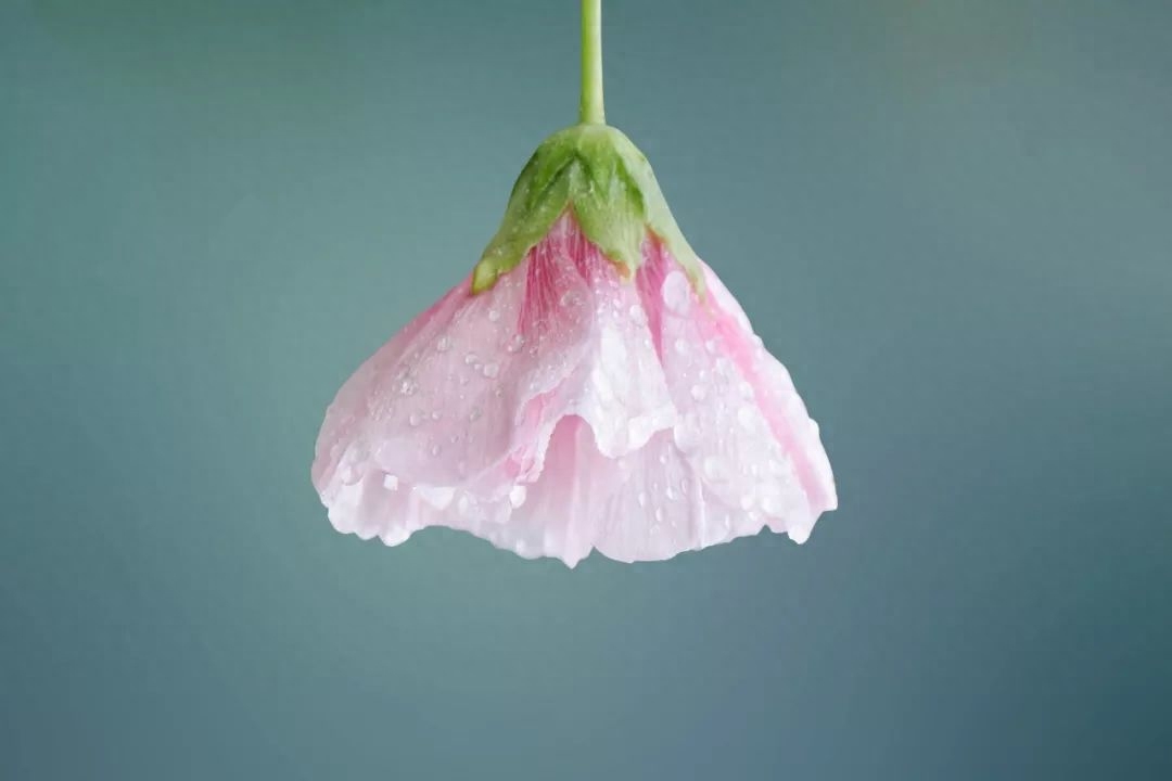 林徽因的9首诗 | 一身诗意千寻瀑，万古人间四月天(图6)