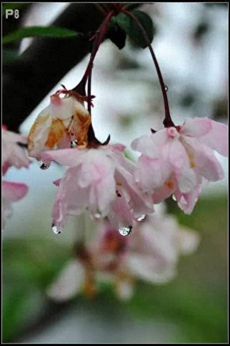 作别人间的四月天(图2)