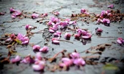 作别人间的四月天(图3)