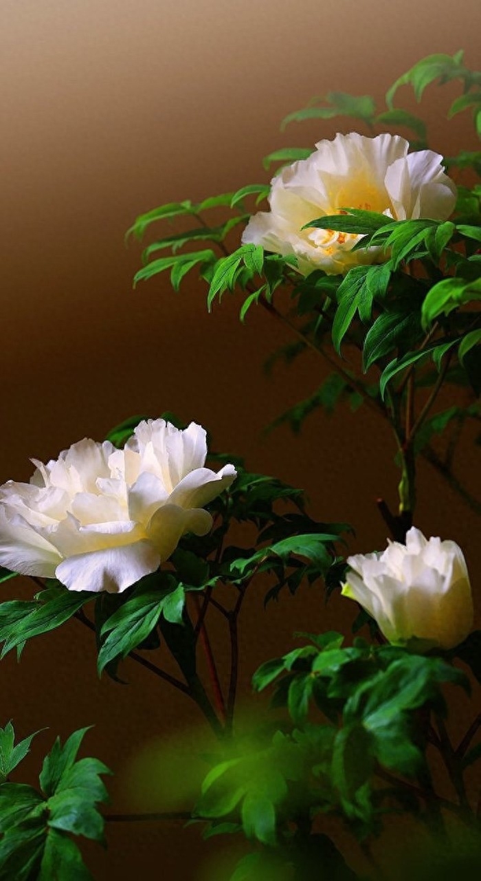 非常经典的好句子：人生没有下辈子，今生相遇即是缘(图9)