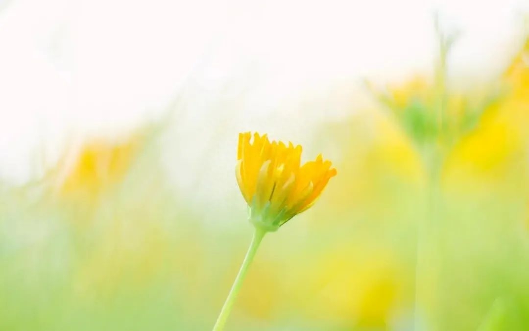 适合心情低落的句子70条经典语录大全(图3)