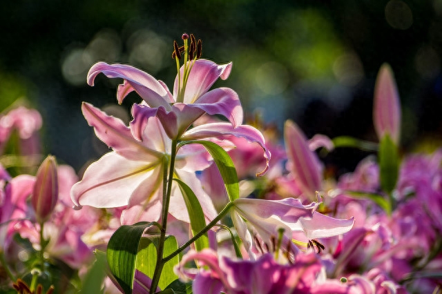 爱一场，念随一生，无缘相守相依，就在梦里爱你(图2)