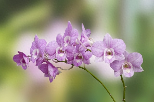 爱一场，念随一生，无缘相守相依，就在梦里爱你(图5)