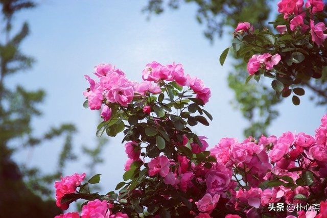 生活，犹如香气馥郁遇见朴素，犹如风花雪月遇见柴米油盐(图5)